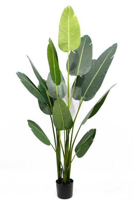 Bonjour Traveller's Palm Artificial Plant Faux Tree 220cm