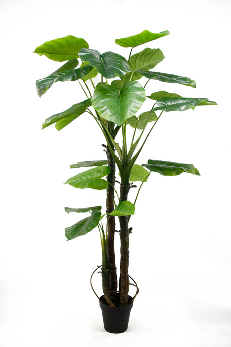 Bonjour Wild Taro Artificial Plant Faux Tree 210cm